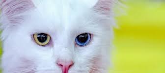 turkish angora cat breed guide and