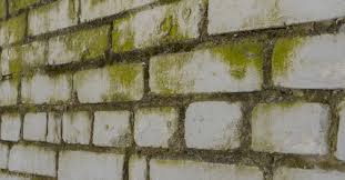 How To Stop Mould From Growing On Brick