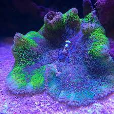 rare green carpet anemone and shrimp