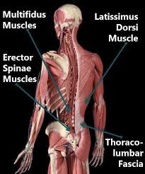back anatomy and low back pain