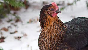 6 Winter Treats For Your Chickens Hobby Farms