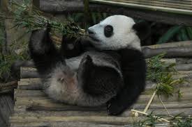 giant panda cub born in zoo negara