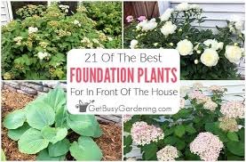 foundation plants 21 best shrubs