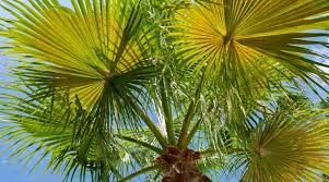 11 best palm trees for texas homes and