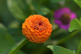 35 types of orange flowers