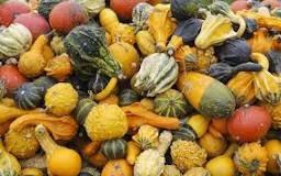 Are there any poisonous squash?