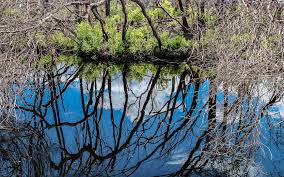 okefenokee sw a nature filled day