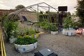 Vegetable Roof Garden Gallery