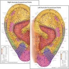 Auriculotherapy Charts Auriculotherapy All Products
