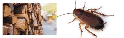 how to get rid of wood roaches do it