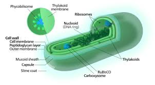 Cyanobacteria Wikipedia