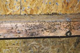 kill black mold on wood