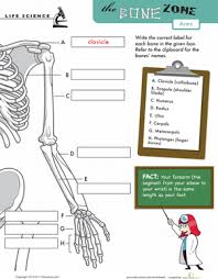 The ends of the bones are covered with cartilage. Human Arm Bones Worksheet Education Com