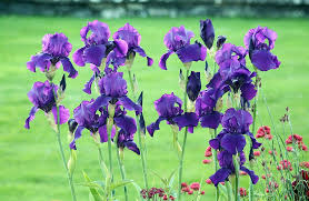 Garten lilie lilium pflege vermehrung lilie garten lilien. Blumen Lilien Garten Kostenloses Foto Auf Pixabay