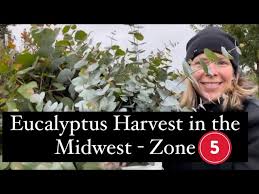 eucalyptus harvest in the midwest zone