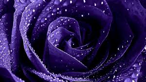 purple rose background 52 pictures