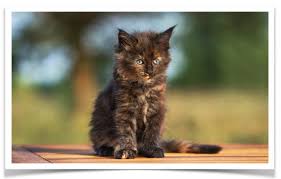 The maine coon cat is one of the largest domesticated breeds of felines. Maine Coon Kittens Male Female Maine Coon Cats For Sale In Texas United States Profile Id 25566