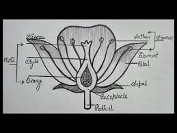 to draw flower diagram