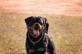 dog rottweiler images browse 9 stock