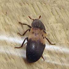 dermestid beetle family dermestidae