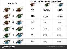 Genetics Eye Color Eye Color Chart Paternity Test Stock