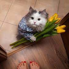 These charming flowers bloom with delicate flowers containing a cluster of freckles on the top petals. Cats With Flowers Kittenswflowers Twitter
