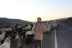 Siirt'te 10 bin lira maaşla çalıştıracak çoban bulamıyorlar - Siirt  Haberleri