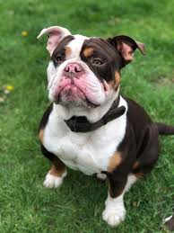 We own them as pets and they are part of the family home brought up with our young children. Chocolate Tri Old English Bulldog At Stud Uk Pets