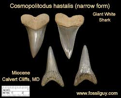 Image result for isurus hastalis teeth