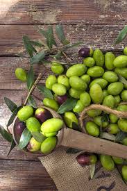 Depending on both the weather and the condition of the tree, spraying is done yearly between the. Learn How To Grow Olive Trees In The Home Landscape Gardener S Path