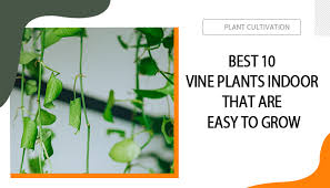 best 10 vine plants indoor that are