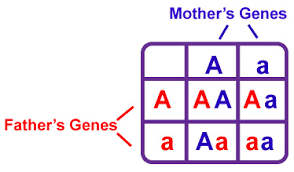 It is named after reginald c. Pedigrees And Punnett Squares Ams Flashcards Quizlet