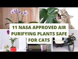 Air Purifying Plants Safe For Cats