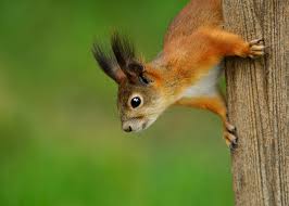 Red Squirrels Catseye Pest Control