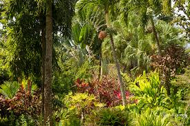 Grenada Gardens Ellen Rooney