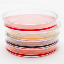the best ways to grow bacteria on agar