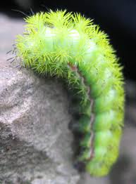 Most likely your caterpillar is a species of the family sphingidae, known as the sphinx moths (also hawk or hummingbird moths, caterpillars known as hornworms). Green Caterpillar Identification Guide 18 Common Types Owlcation