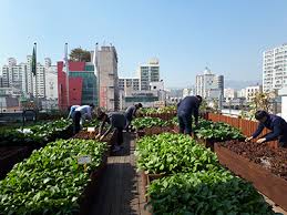 Seoul Creates 264 Urban Vegetable
