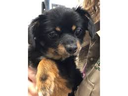 chihuahua mix puppy black and tan id