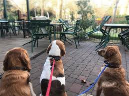 dog friendly london eat out to help