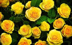 yellow roses macro yellow flowers