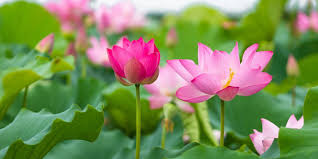 Talk about Vietnamese lotus flower - the pure and noble flower