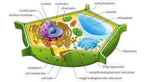 There are some differences in the ways that plant and. Here S How Plant And Animal Cells Are Different Howstuffworks
