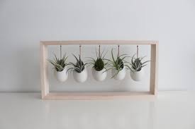 modern succulent garden indoor herb