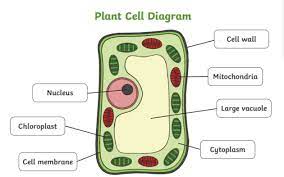 Both plant and animal cells contain nucleus along with similar organelles. What Is A Chloroplast Answered Twinkl Teaching Wiki