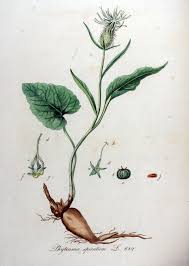 File:Phyteuma spicatum — Flora Batava — Volume v9.jpg ...