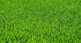 How to get rid of zoysia grass. How Fast Does Zoysia Grass Spread In Your Lawn Lawn Chick