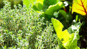 10 Best Kitchen Garden Herbs Pass The