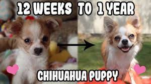 chihuahua puppy transformation from 12
