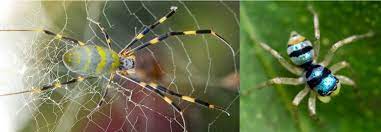 25 common spiders found in india 2023
